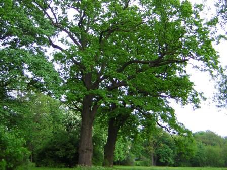 park